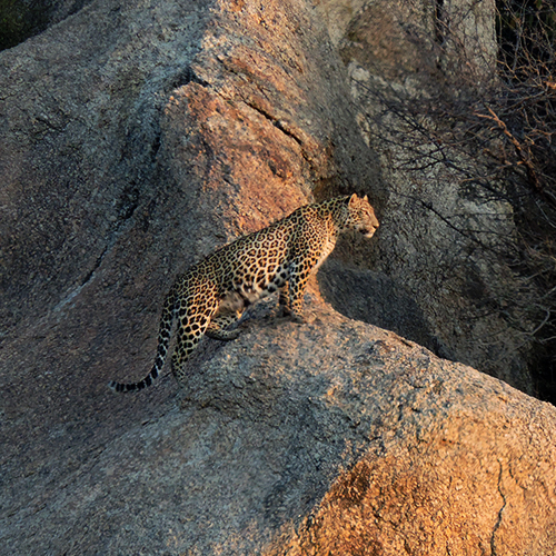 Leopards & Tigers of India